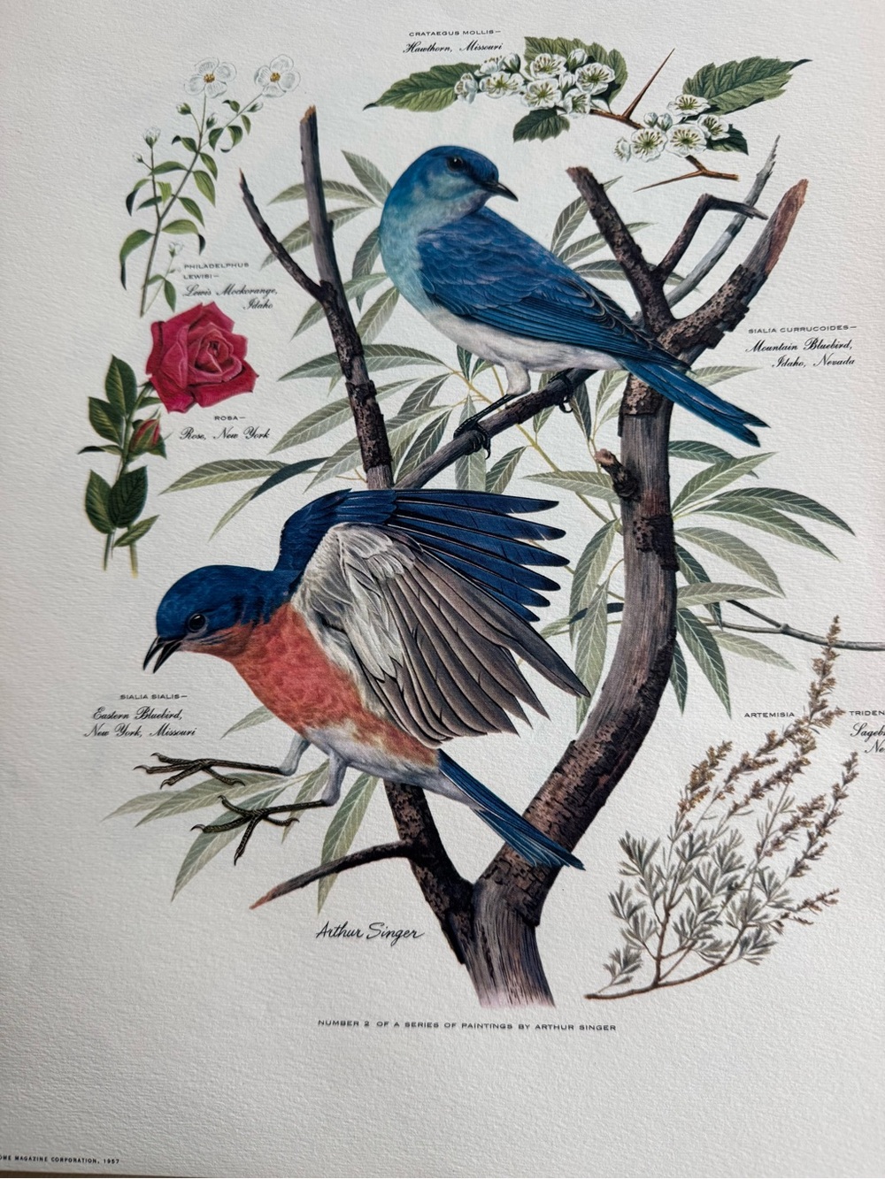 Botanical Art Prints Featuring 10 prints - Picture 10 of 12